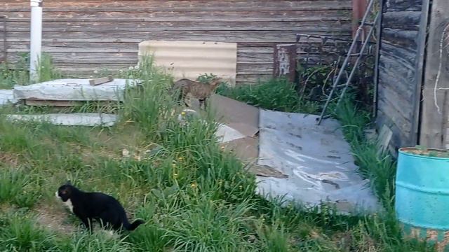 Кот Стёпка и Собачка. Соседская Кошка!