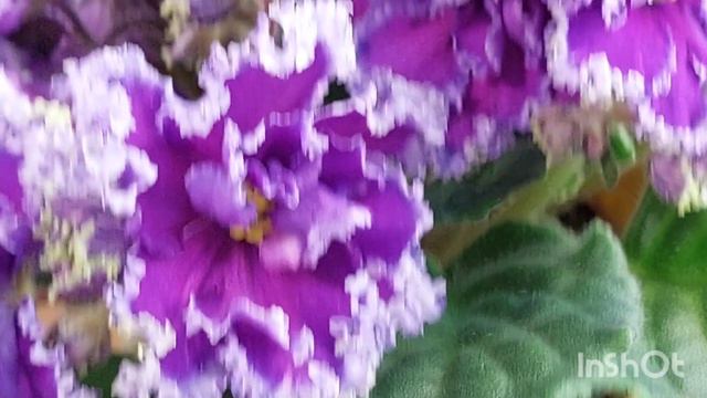 25.08.23/ЕСТЬ НОВИНК/ВЫСТАВКА фиалок в Доме фиалок /МФ/#выставка#фиалки#домфиалок#