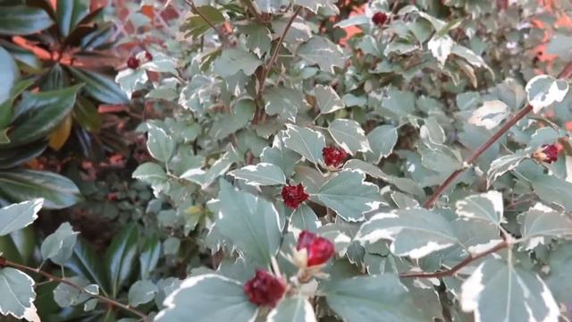 Hibiscus Syriacus 'Purpurescens Variegatus' Ibišek Syrský