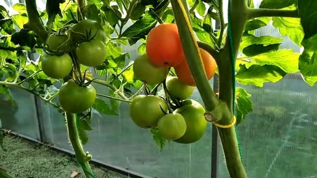 Томат Этюд. Обзор гибрида. Выращивание томата в Сибири. смотреть онлайн