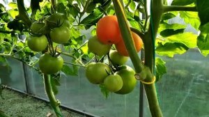 Томат Этюд. Обзор гибрида. Выращивание томата в Сибири.