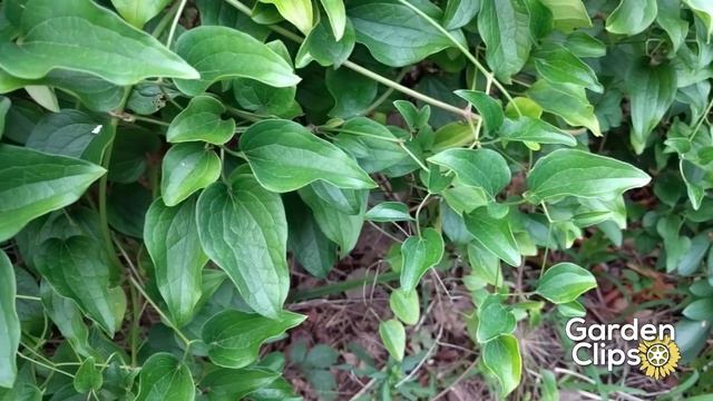 Sweet Autumn Clematis - Is it worth the risk? - Growing fall blooming Clematis - Clematis terniflor смотреть онлайн