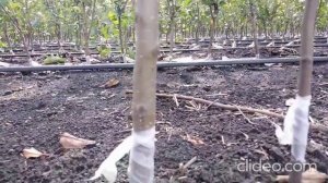 Окулировка саженцев / прививка глазком