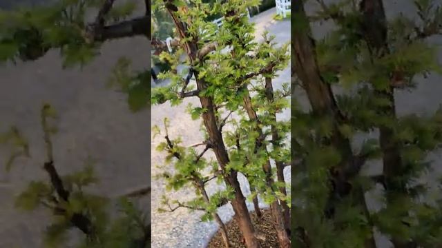 Another Metasequoia forest | Bonsai смотреть онлайн
