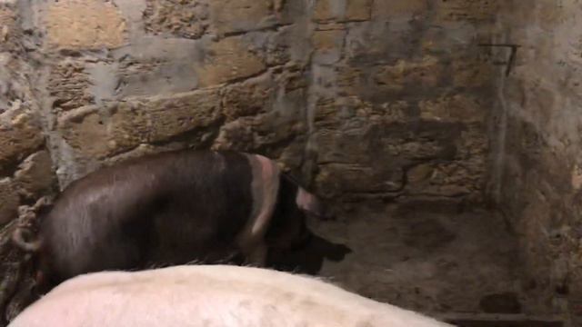 Хряк 11 месяцев, КБ элита и дикий кабанчик 🐗... 18+ смотреть онлайн