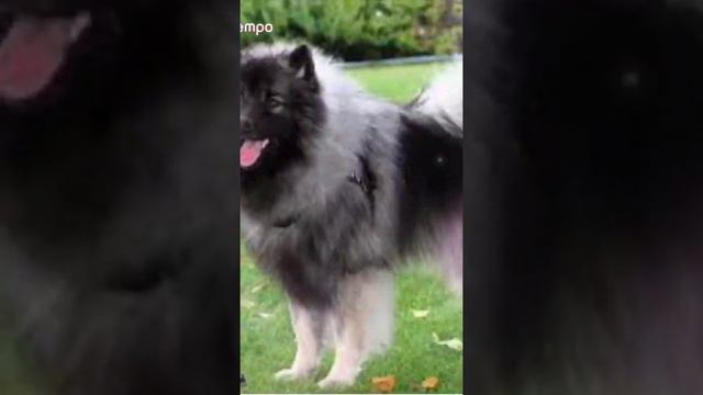 Эдит кеесхонд смотреть онлайн