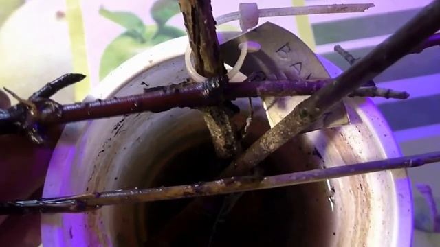 Мои ошибки: зимнее черенкование кустарников. Черенки ивы и черенки гортензии. смотреть онлайн