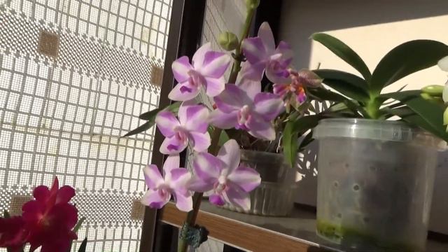 Зацвела новая катлейка Ctt. Little Fairy 'Little Fairy и старички не отстают ) смотреть онлайн