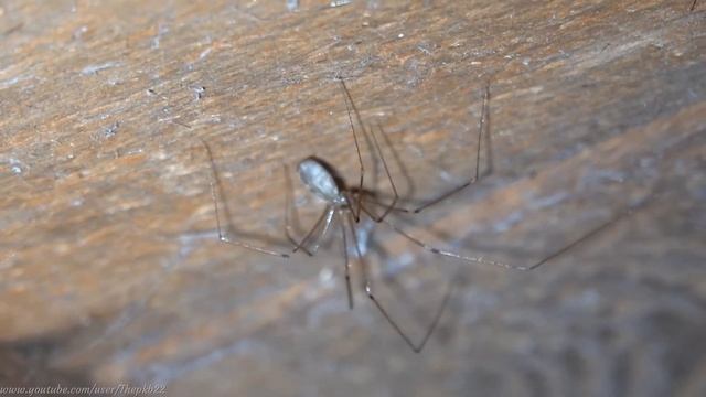 Long-bodied Cellar Spider (Pholcus phalangioides) - Brighton, December 2020 смотреть онлайн