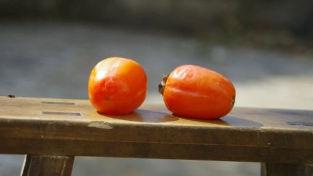 Как вырастить хурму из косточки: пошаговая инструкция. Как ухаживать за хурмой. смотреть онлайн