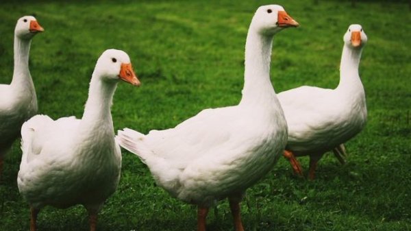 Кто такие Гуси?Интересные и малоизвестные факты о Гусях? AnyWild