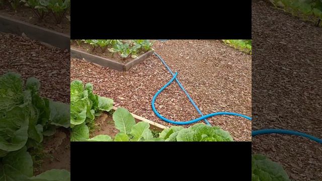 Опускаю огурцы на кольцо. 14.07.23. смотреть онлайн