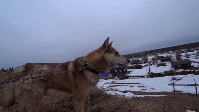 Жизнь в деревне. Вчера ездил в город. Тулан выздоравливает.