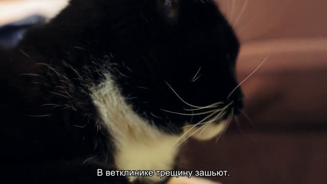 Кошка выпала из окна: что делать? смотреть онлайн