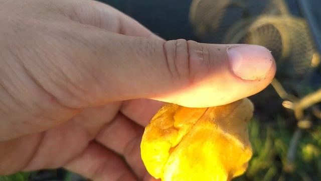 ТЕСТО для РЫБАЛКИ из КУРИНОГО ЯЙЦА. Суперская насадка на КАРАСЯ из желтка, с запахом КОРИАНДРА смотреть онлайн