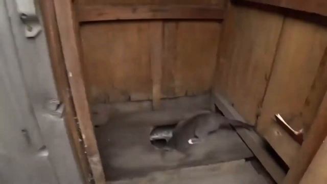 Барсик, что ты делаешь Руслан Гительман смотреть онлайн