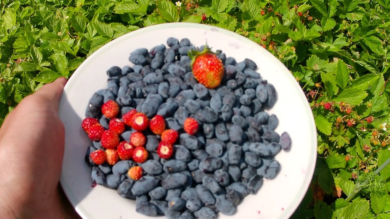 Выращивание жимолости на участке. Первый сбор ягод в сезоне 2022 смотреть онлайн