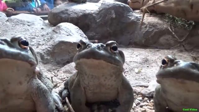 Загадочные лягушки (жабы) смотреть онлайн
