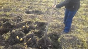 Коп картофеля:Вектор,Уладар,Янка и др.31.08.2019 г.