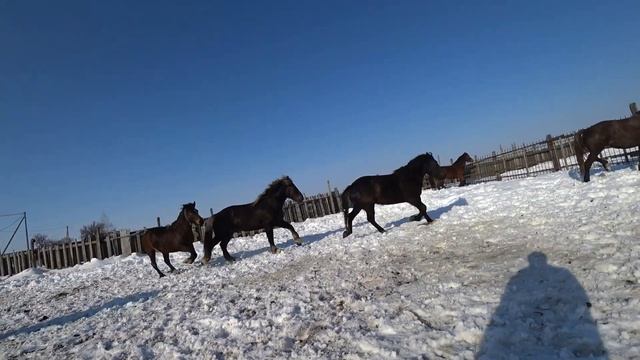 ЖЕРЕБЕЦ /Производитель/ Советский /Тяжеловоз смотреть онлайн