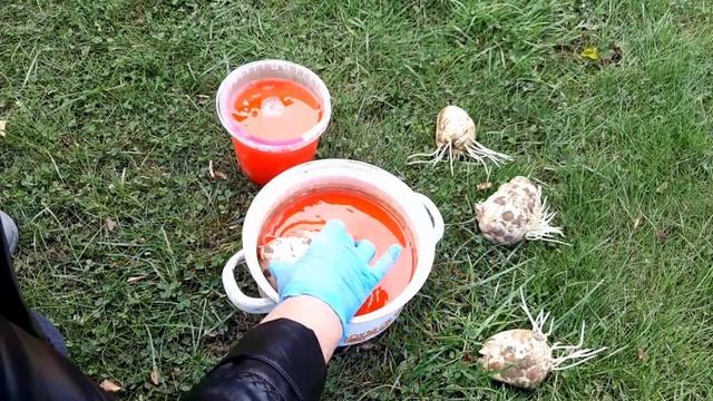 Особенности посадки императорского рябчика смотреть онлайн