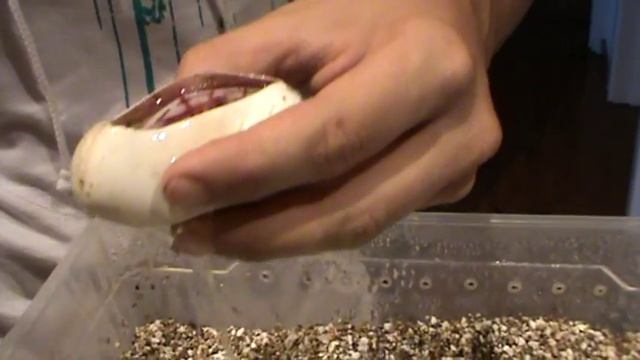 Ball Python Clutch #3 , Queen bee + Enchi butter X Pastel ¡¡¡¡ смотреть онлайн