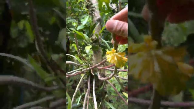 Dendrobium bullenianum (หวายบูลเลนเนี่ย) смотреть онлайн