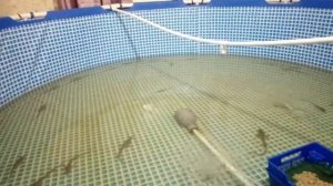 Выращивание Осетра в домашних условиях