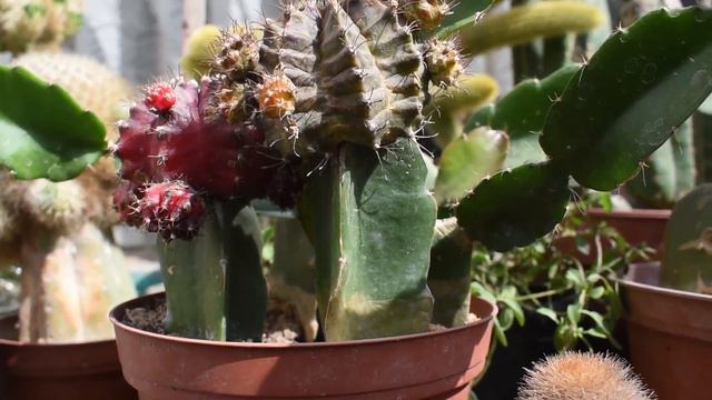 🏵Cómo CUIDAR CACTUS INJERTADOS cuidados de Cactus injertado e injertos de Cactus Cultivo y Riego 😸 смотреть онлайн
