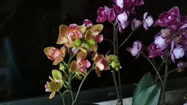 Орхидеи Бабочки! Новинки в коллекции!))) смотреть онлайн