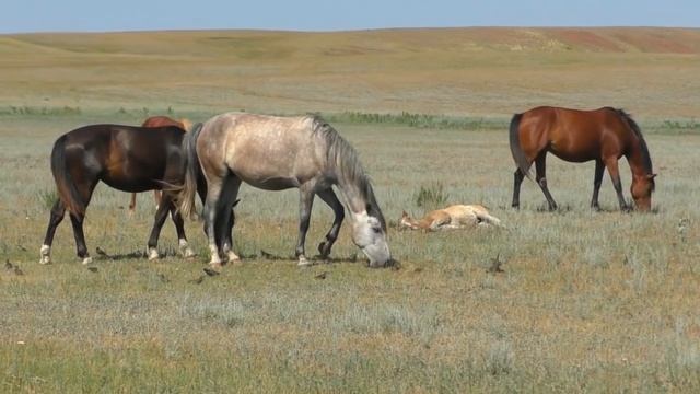 Нижне - Павловское ранчо. Лошади на реке. смотреть онлайн