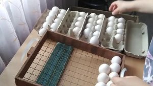 1 июля 2019г. ЯЙЦО ИЗ ХОЛОДИЛЬНИКА...  ИНКУБАЦИЯ