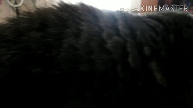 КОТ В МИРНОЕ ВРЕМЯ 🐈 | ЧИТАЙТЕ ОПИСАНИЕ смотреть онлайн