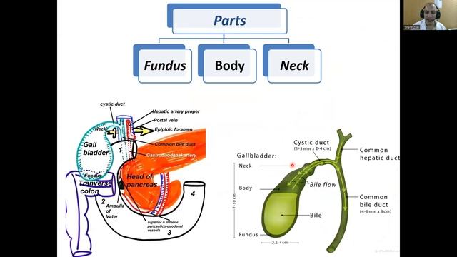 Biliary system (Nutrition & GIT module 7) смотреть онлайн