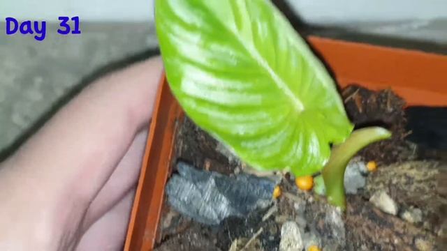 GROW PHILODENDRON MAMEI FROM NODE CUTTINGS - PART 3 | MrGibbs Vlogs смотреть онлайн