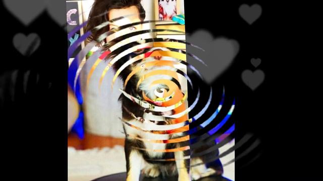 Питомцы эни меджик