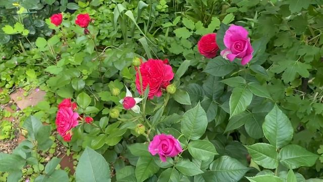 Роза Перенниал Блю??? второгодка??♀️??♀️??♀️ смотреть онлайн