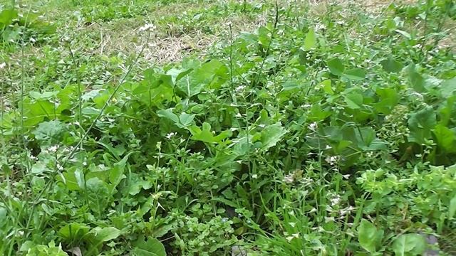 Травы , ветер смотреть онлайн