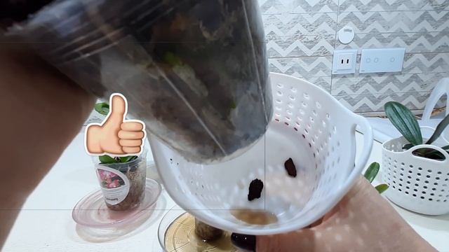 2-й шаг на пути к цветению.Обработка новых орхидей.Эксперимент с Превикуром окончен.Что случилось? смотреть онлайн