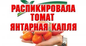 Распикировала томат Янтарная капля