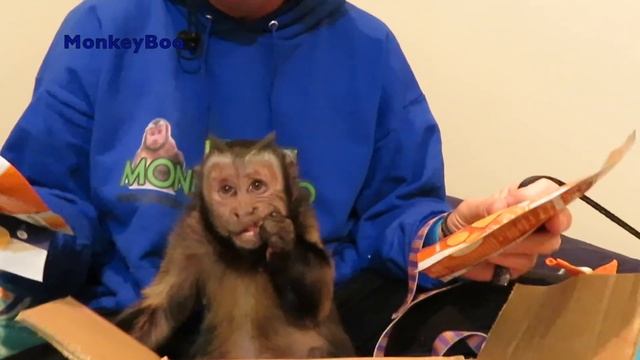 Monkey Moon Cheese! смотреть онлайн