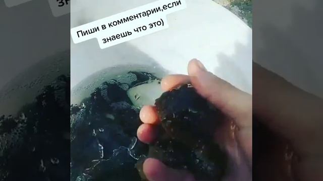 Морской огурец,трепанг смотреть онлайн