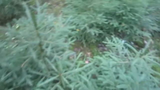 ЗАПИЛ 3.0 - #10(Дачное) смотреть онлайн