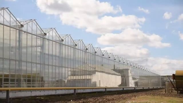 Огурец СВ 4097 ЦВ F1 новый стандарт качества смотреть онлайн