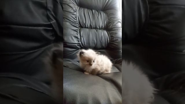 ПРОДАЖА котята RagDoll Кошка кукла 010 смотреть онлайн