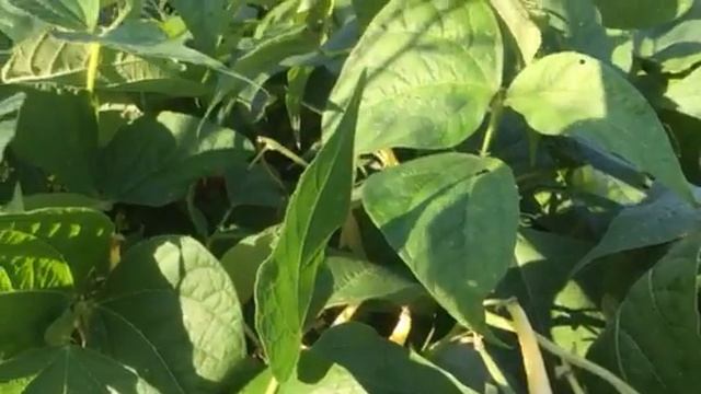 Для стройности,здоровья,красоты-спаржевая фасоль!!еда диабетика!защита от...