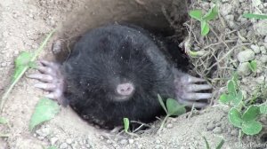 Крот: Подземный хозяин садов и огородов | Интересные факты крота