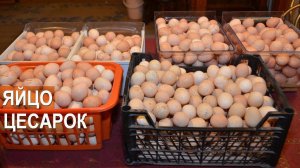 Уникальность цесариных яиц. Профессор Забиякин В.А.