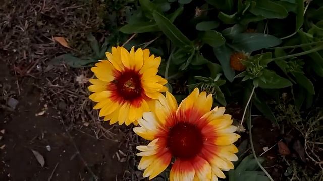 Красивые цветы рудбекии или эхиноцеи янтарной Beautiful flowers of rudbeckia and echinacea amber 金光 смотреть онлайн