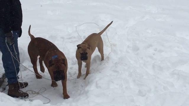 Max and Harper First Snow #Blizzard2016 смотреть онлайн
